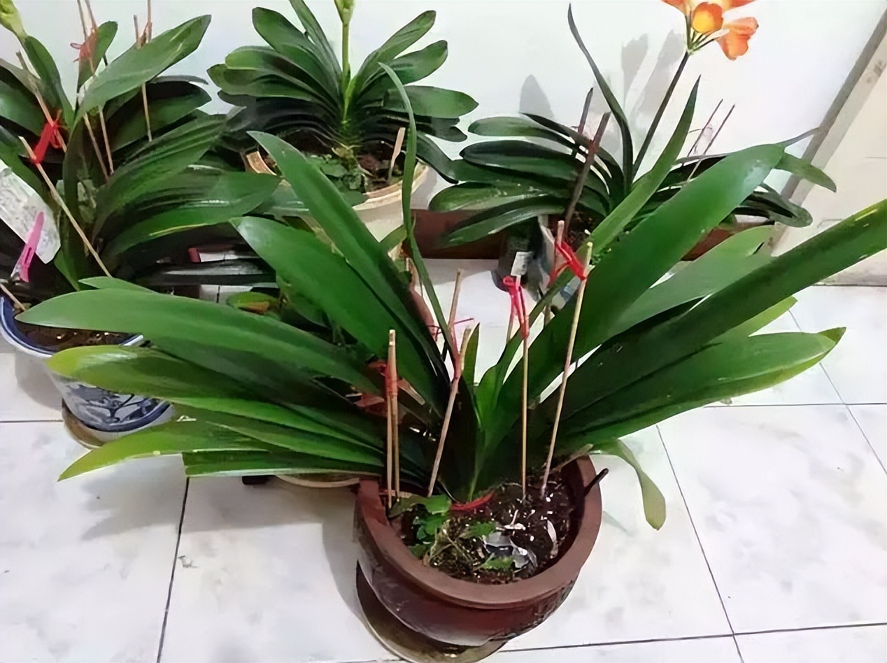 养花的技巧用花瓶,怎样在君子兰花盆里插根筷子