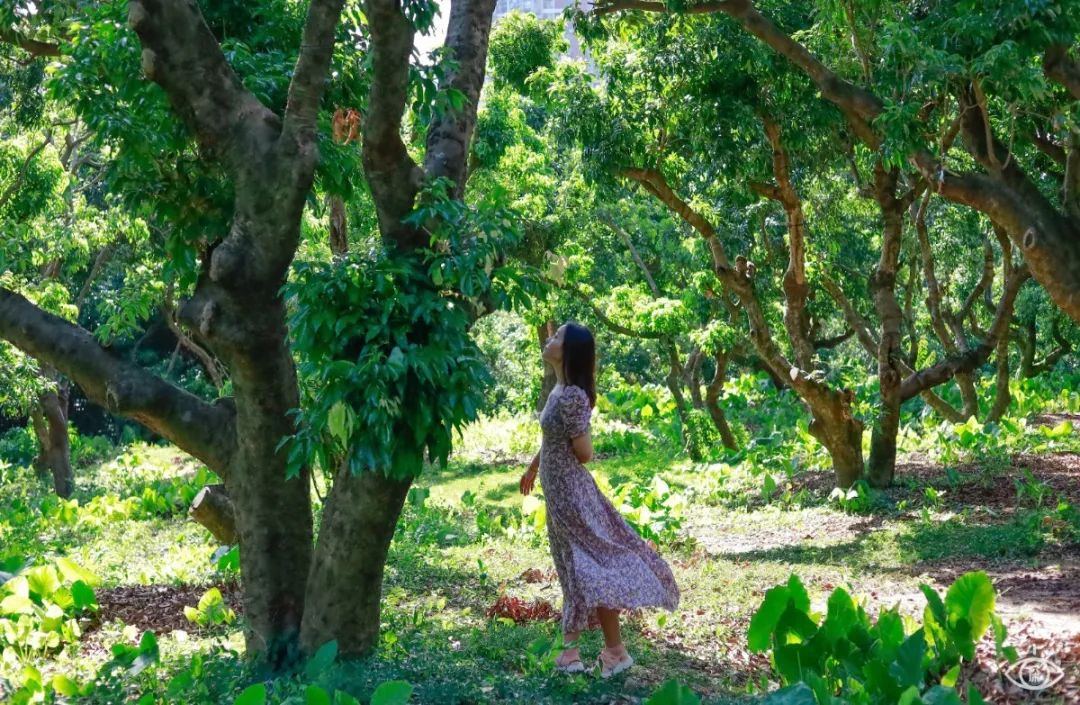 深圳值得去的70个公园你去过几个,深圳最值得去的七大主题公园