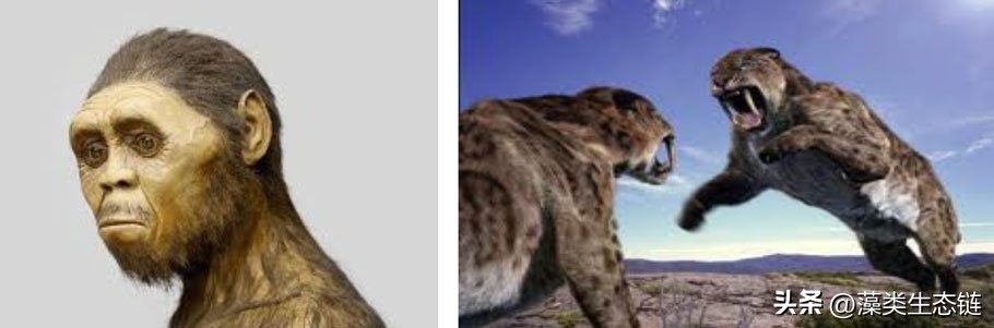 藻类基础知识,鱼塘藻类培养