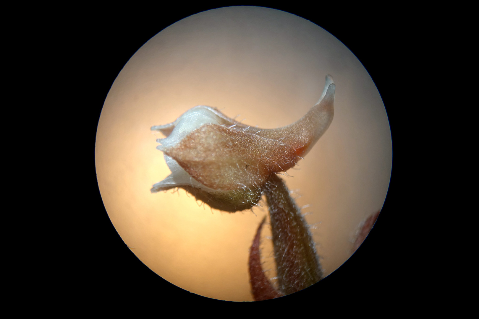 海曙龙观乡深山中首次发现珍稀兰科植物——浙江金线兰