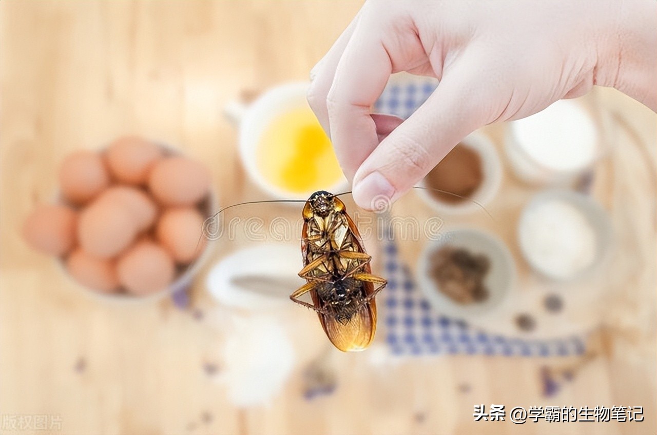 消灭蟑螂用香蕉皮怎么消灭,家里的蟑螂很多怎样才能消灭它们