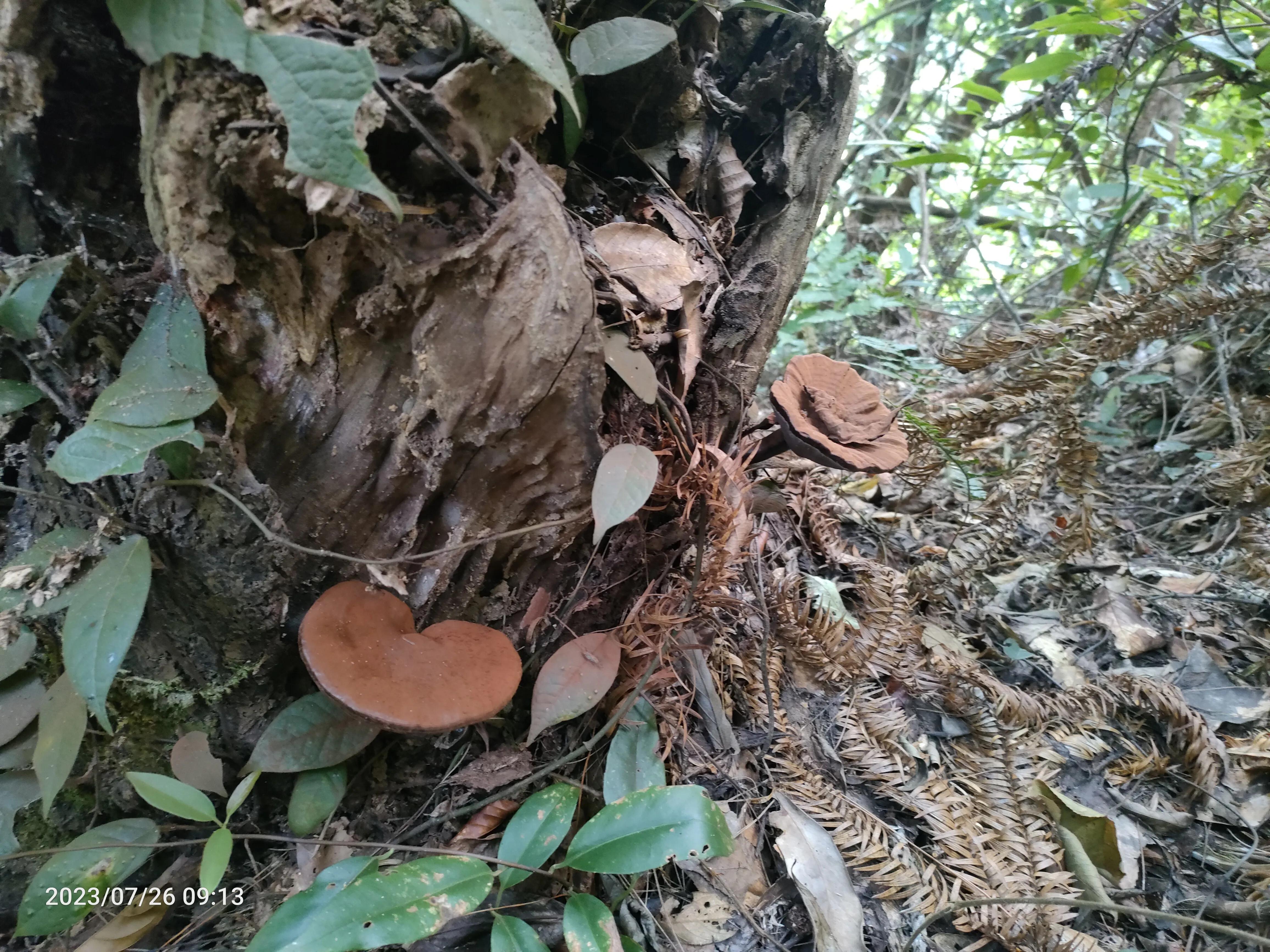 野生灵芝和种植灵芝的区别,野生灵芝与种植灵芝药用效果