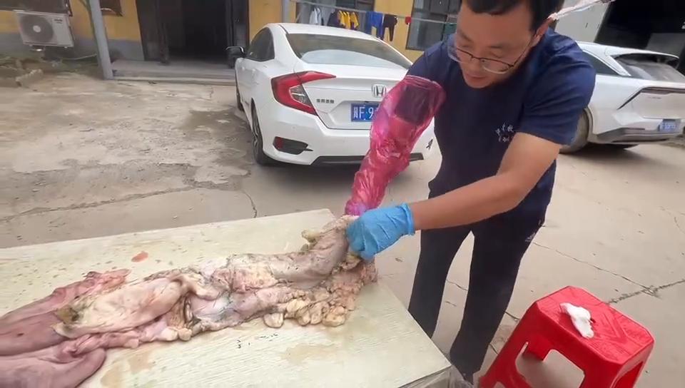 【视频】母牛人工授精技术