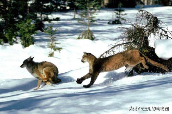 猞猁和雪豹谁厉害,猞猁大战狼群结果不敌狼群被杀死