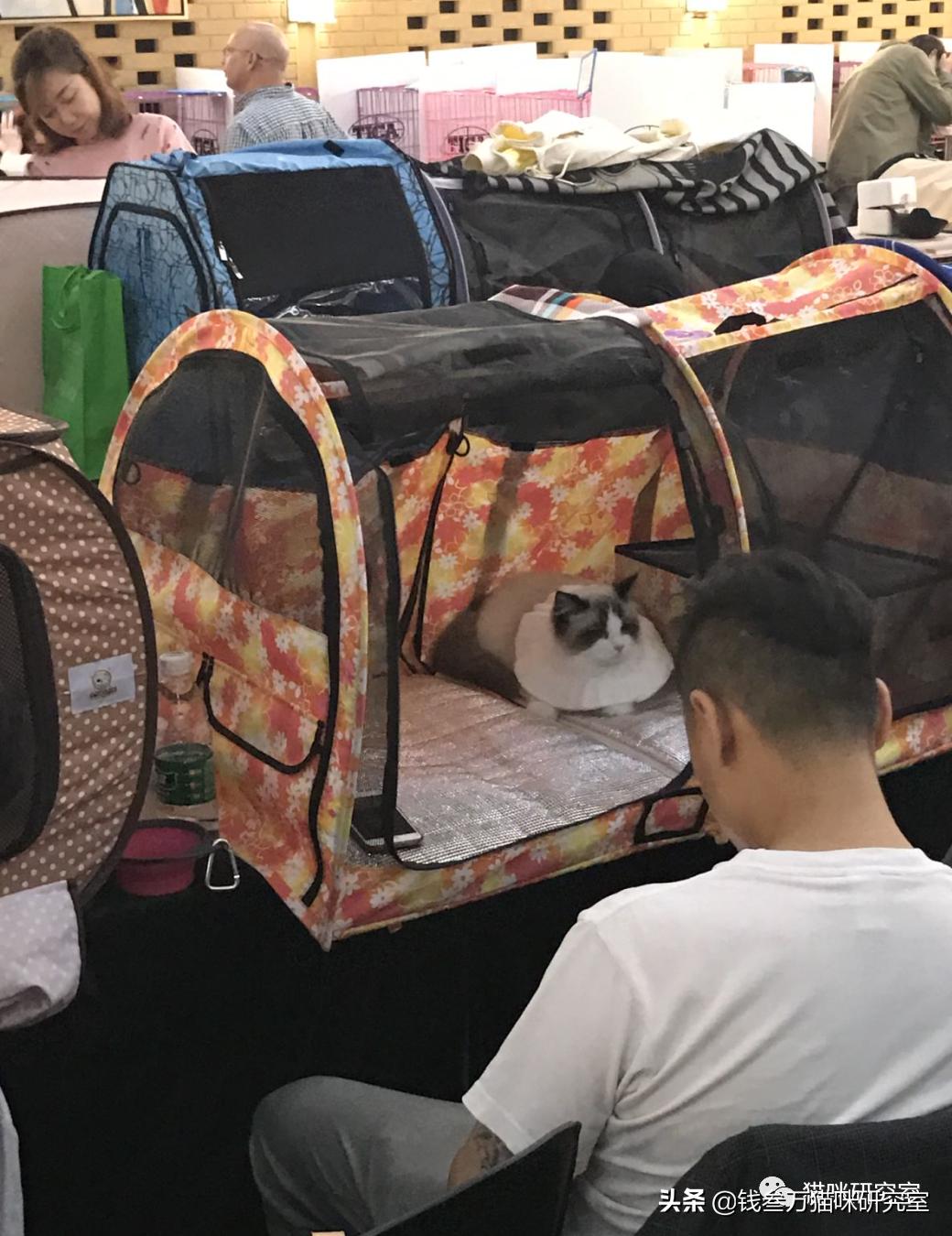 买猫防坑价格,买猫怎么挑选健康猫