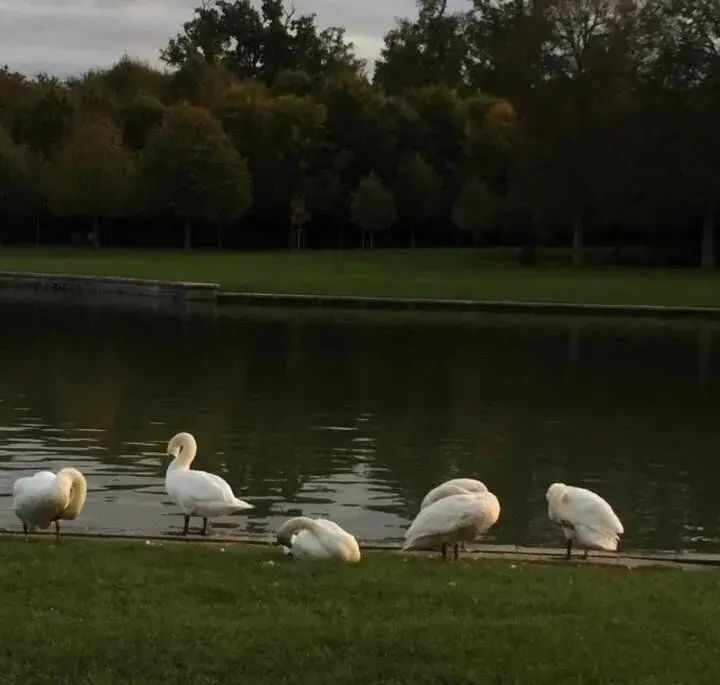 朋友圈背景送给大家,朋友圈背景送你一朵花