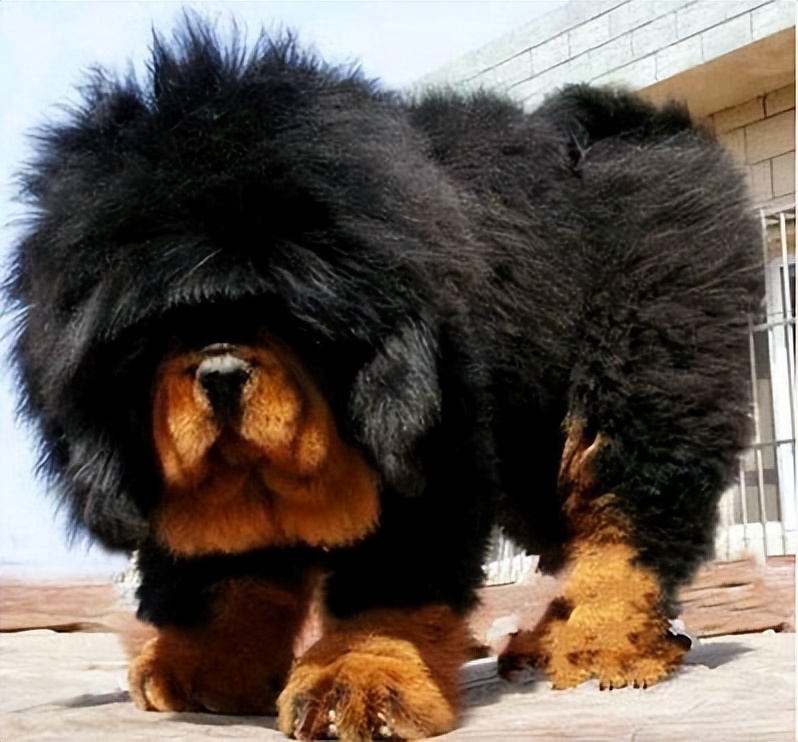 松狮和藏獒的区别,纯种松狮多少钱