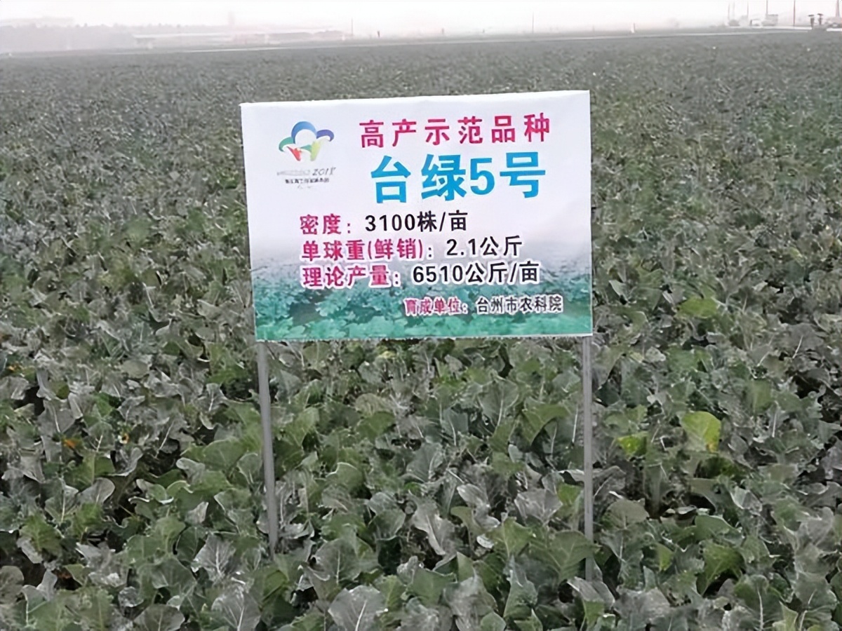 日本垄断西蓝花种子，一年赚取农民几十亿，我国正在加快国产化