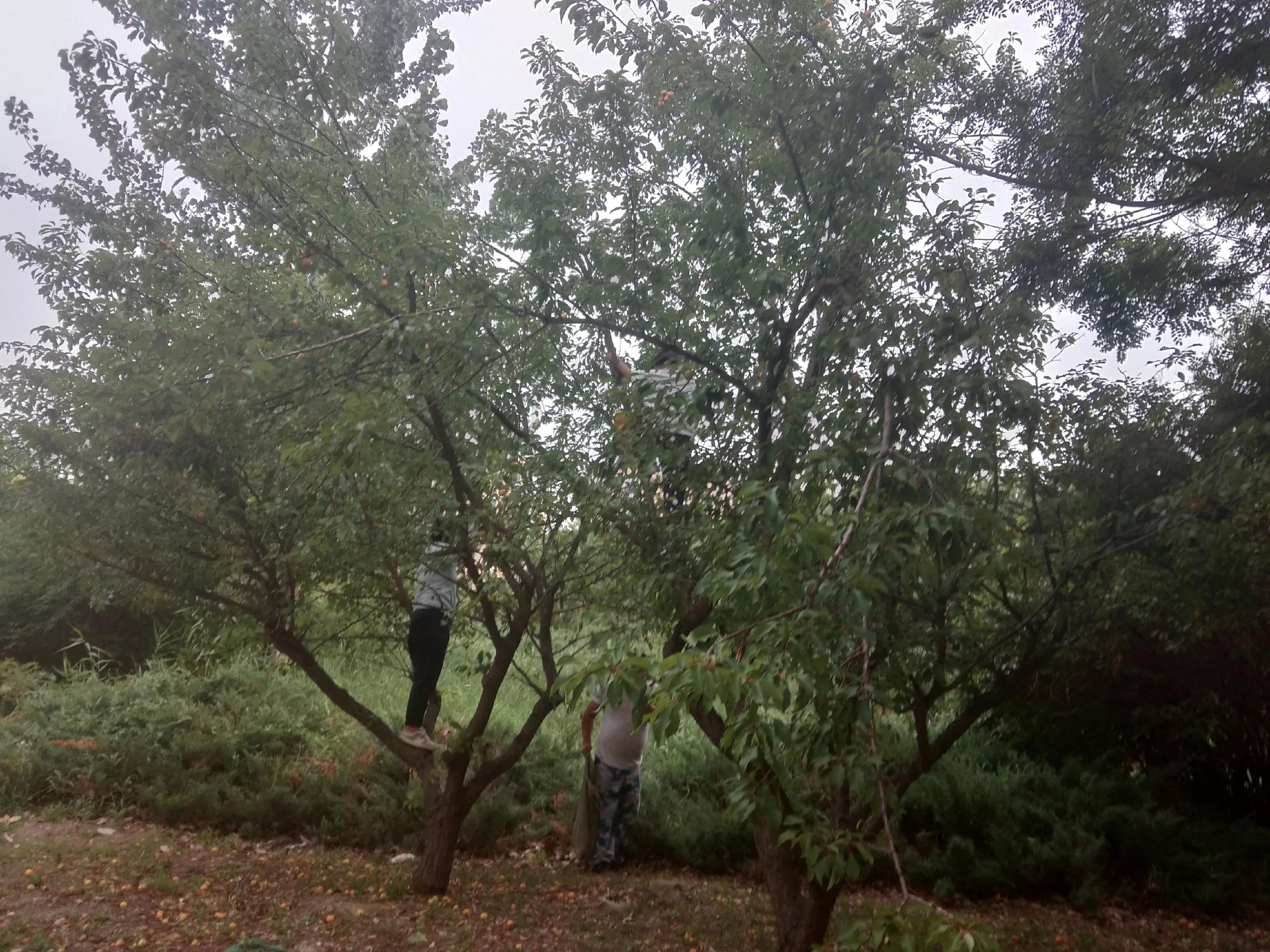 芍药五言诗,芍药花束五朵
