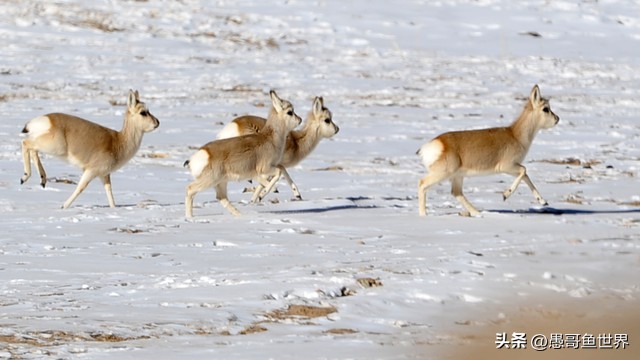 青海湟鱼那么多为什么要保护,救命的青海湖湟鱼