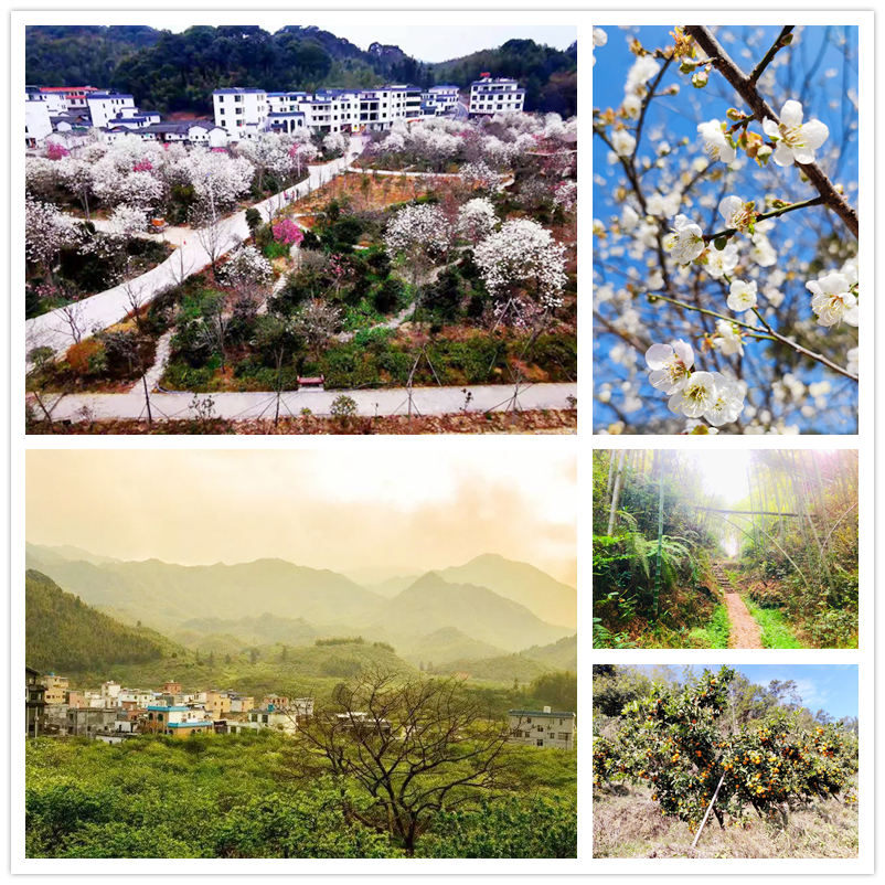 溪头村梅花开放时间,从化摘荔枝旅游线路推荐