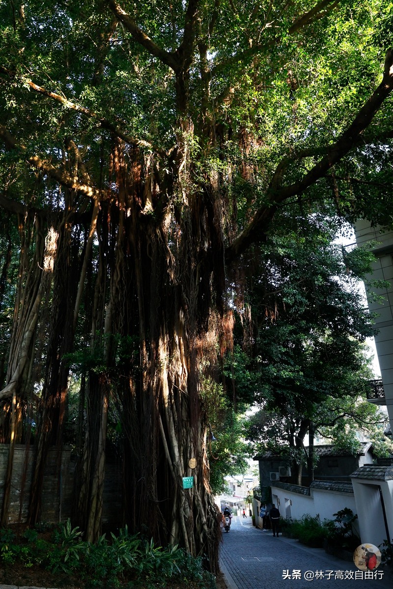 福州有哪些特色玩的,福州市区游玩攻略