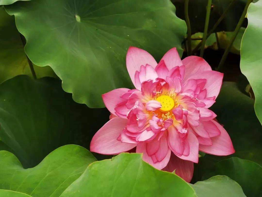 从化草埔村荷花游记,从化小杉村游玩攻略油菜花