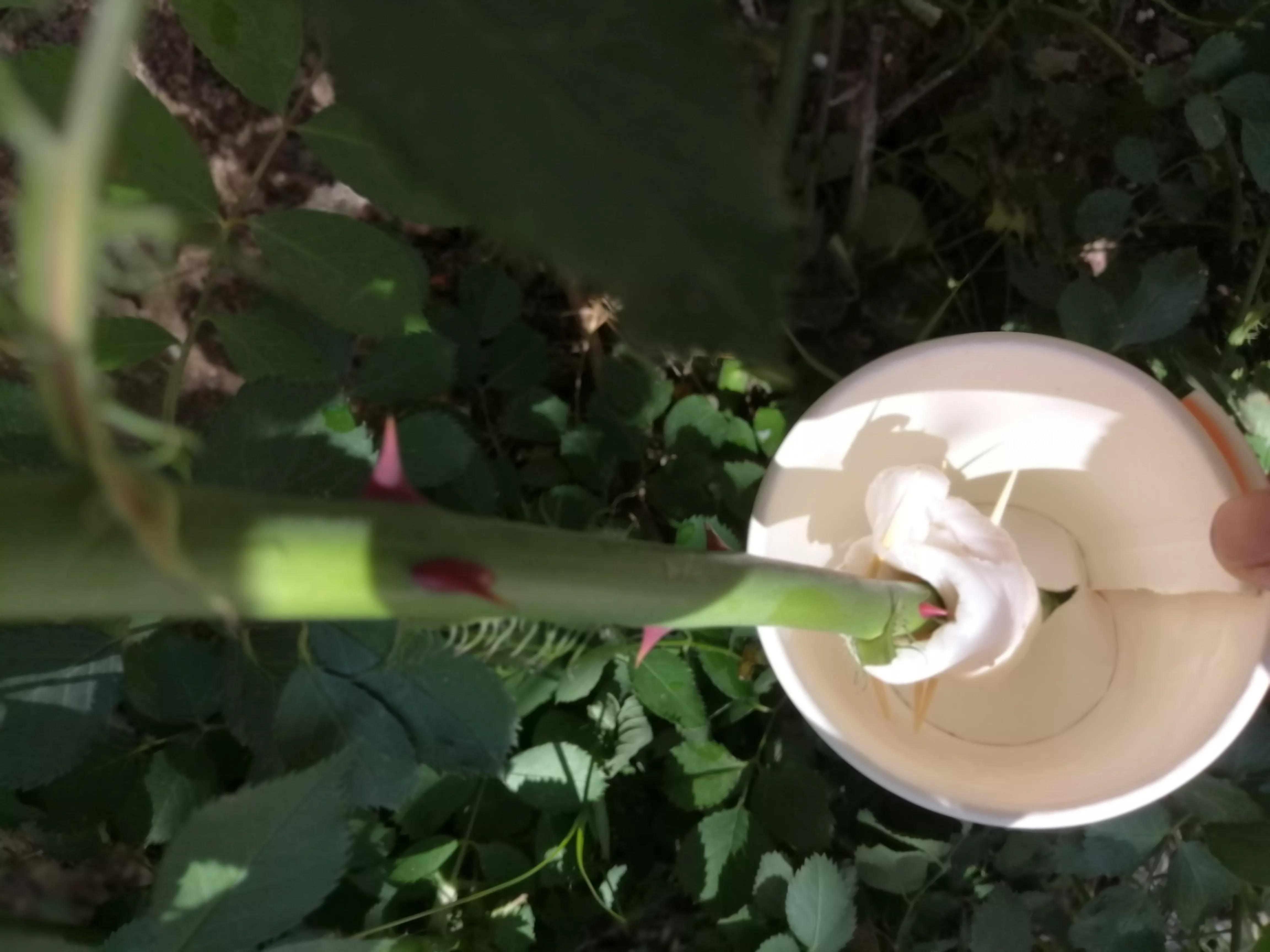 玫瑰花怎么压枝才容易成活,玫瑰花扦插方法最容易成活的