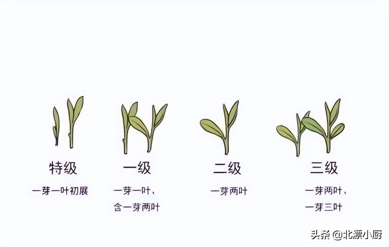 买茶叶如何才能不上当？行家说：3个真相要记牢，认准2点不吃亏