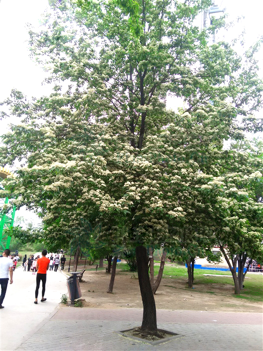 荒山种什么树木经济效益好,山东蒙阴承包荒山10元一亩