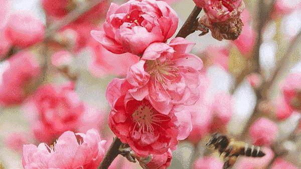 摆地摊日入9000租金,摆地摊日入一千