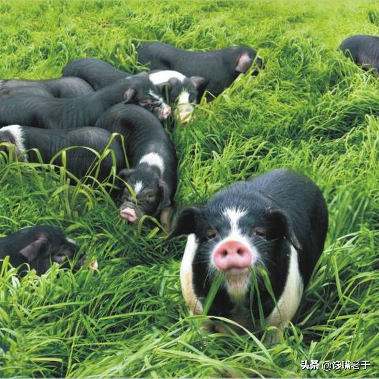 号称全国最好吃的猪肉,中国到底哪里的猪肉最好吃