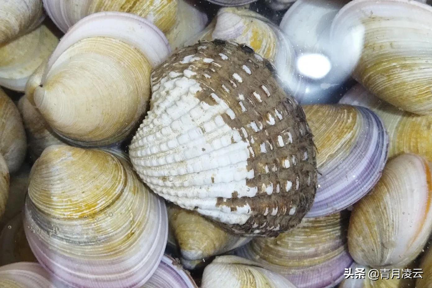 海鲜市场常见海产品图鉴,海鲜市场常见海产品图鉴表图例