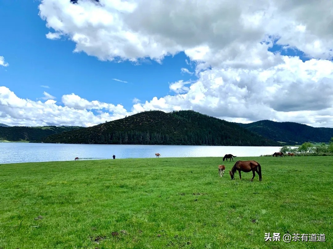 到香格里拉一定要去看梅里雪山,到香格里拉玩什么