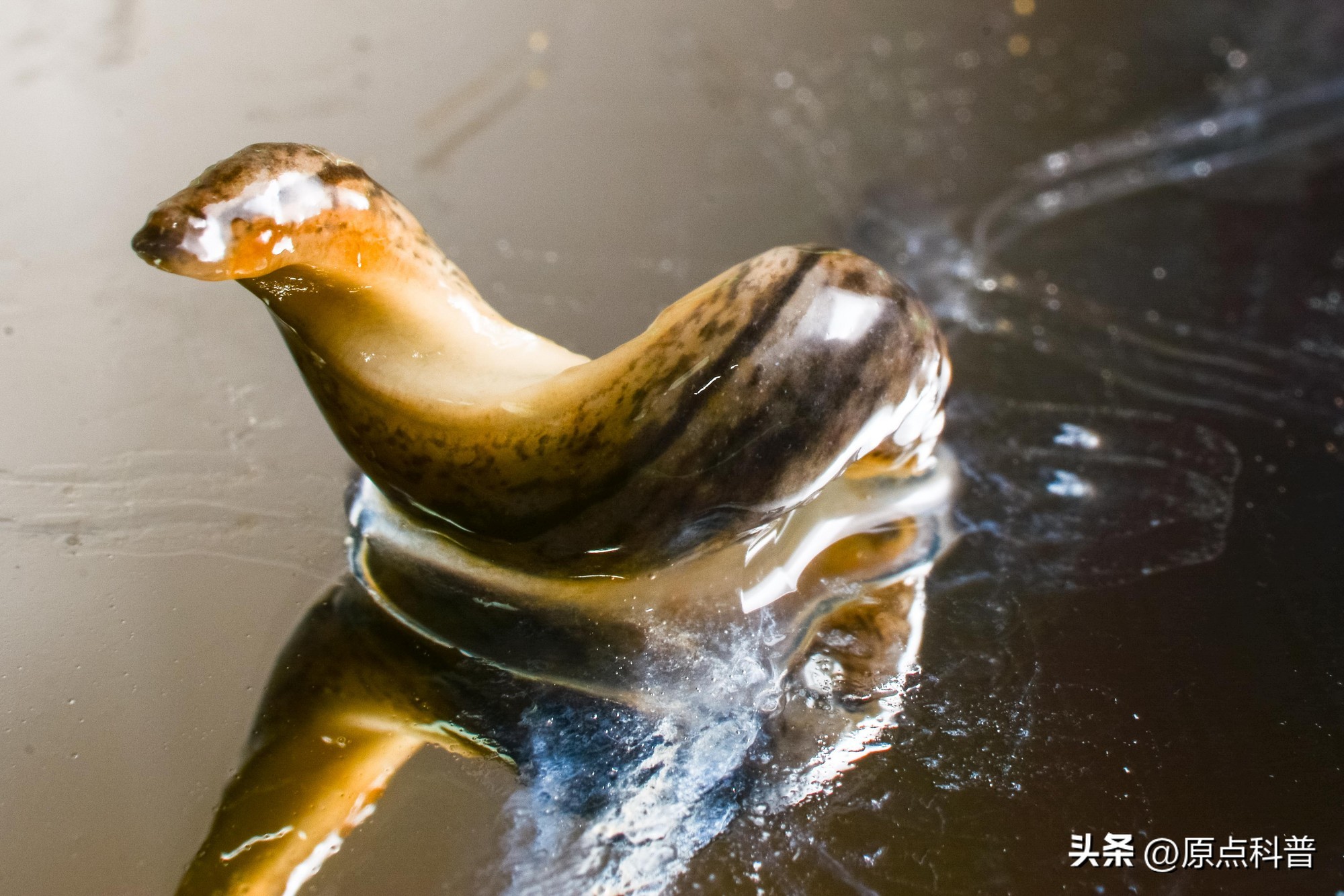 盘点农村小时候常玩的十个昆虫,盘点童年玩过的十种昆虫