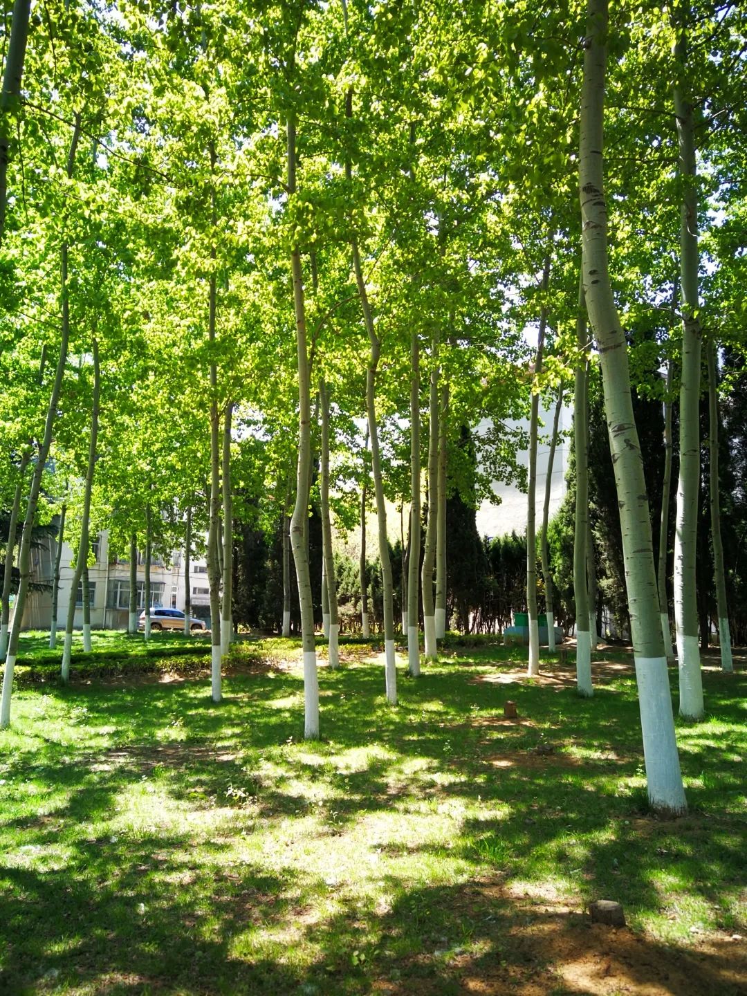 商城谷雨茶,邀您一起共品谷雨茶