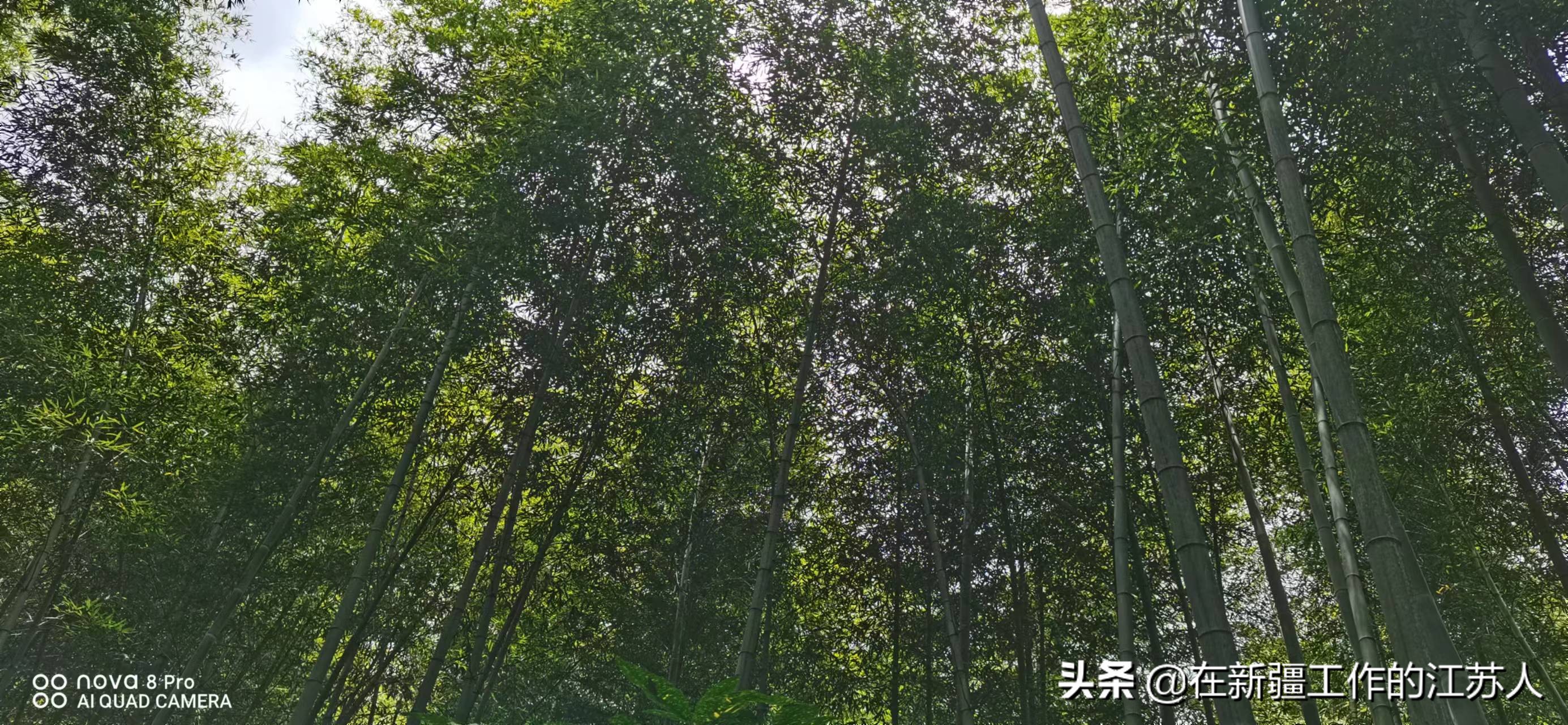 南山竹海是玩什么的,南山竹海最好的地方