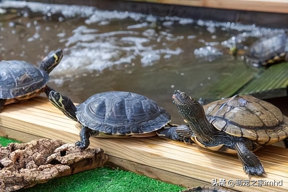 乌龟冬眠注意事项,乌龟养单还是双