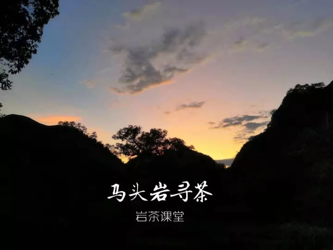 喝茶十多年了,岩茶最好喝的是哪一种