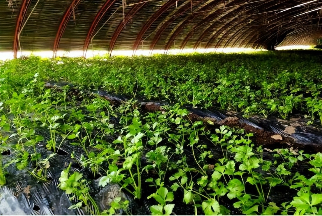 金华村美丽乡村建设,吉林省白山市长白县金华乡