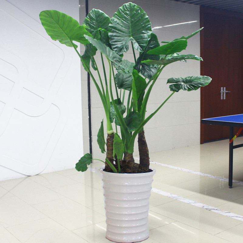 绿化有毒的花有哪些,这7种有毒花太危险