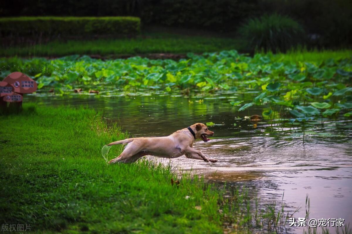 狗狗身上很难闻怎么回事,狗狗身上太难闻