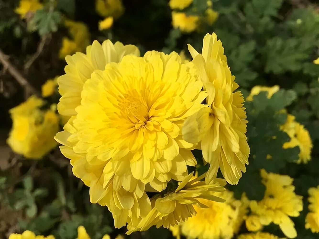 年龄大的喝菊花茶,年纪大了要忌嘴多吃4样