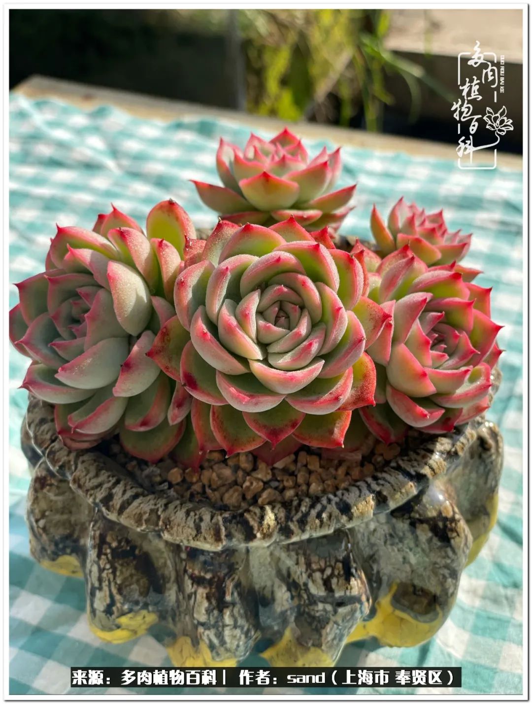 养点花草给生活添点乐趣,养点花花草草心情自然会好