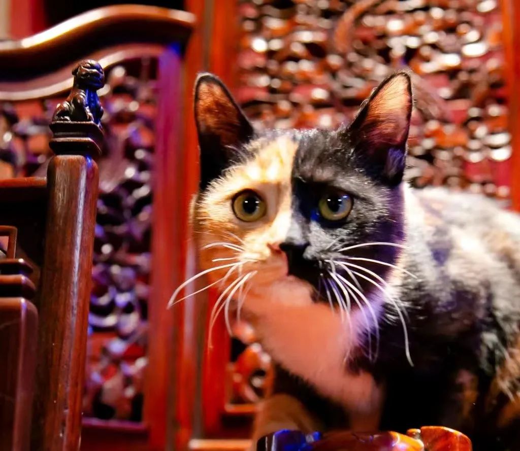 观复猫说过年抽奖,观复猫过年说