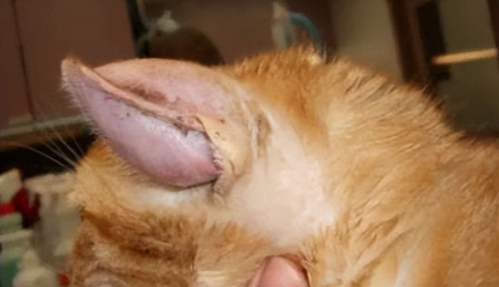 毛孩子脑袋有点发蒙,毛孩耳朵是畸形吗