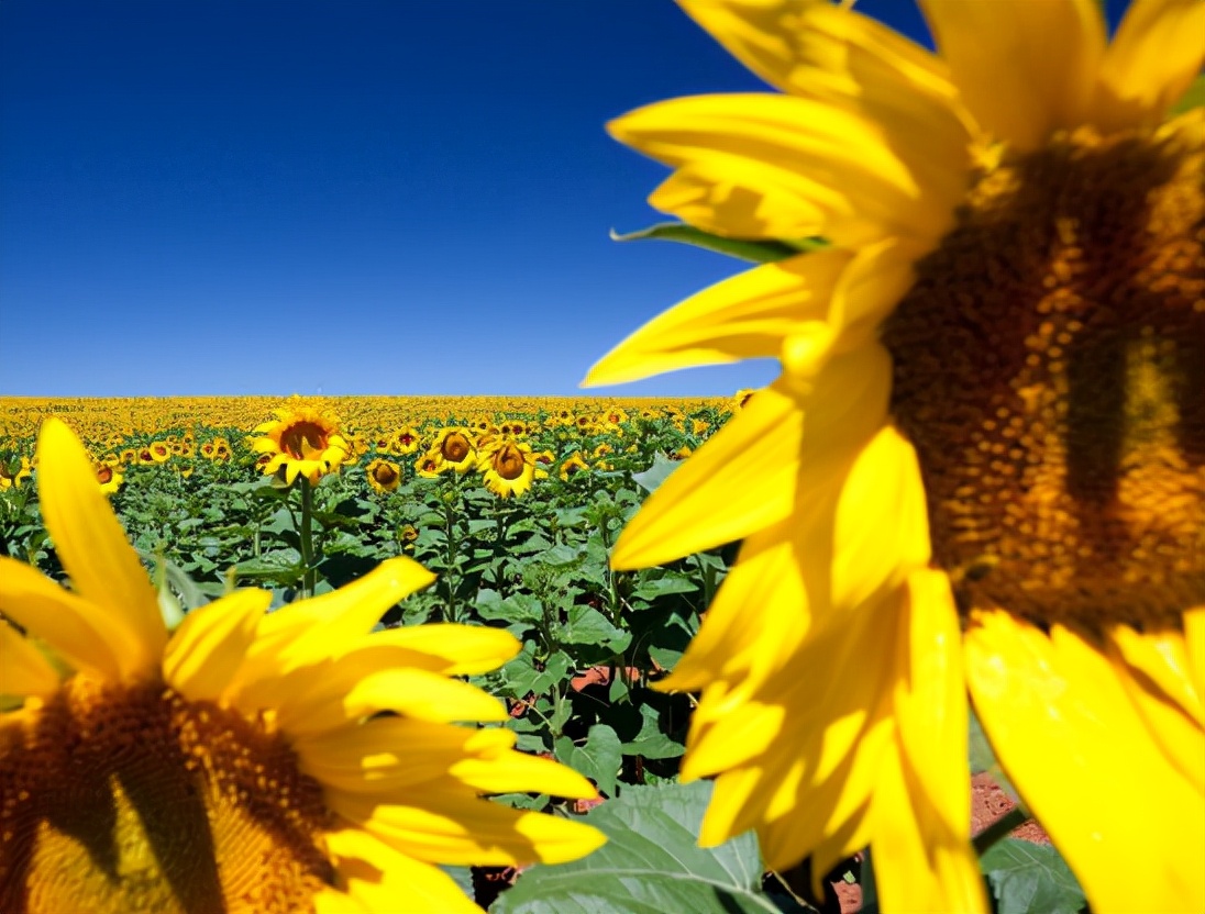 为何如此多的人发生脑梗?要怎么正确应对?一文给您详细讲清楚