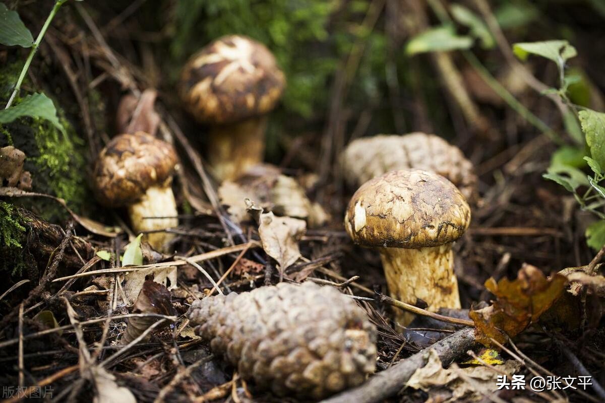 一碗正宗的蕈油面等你来品尝,全上海难觅的蕈油面