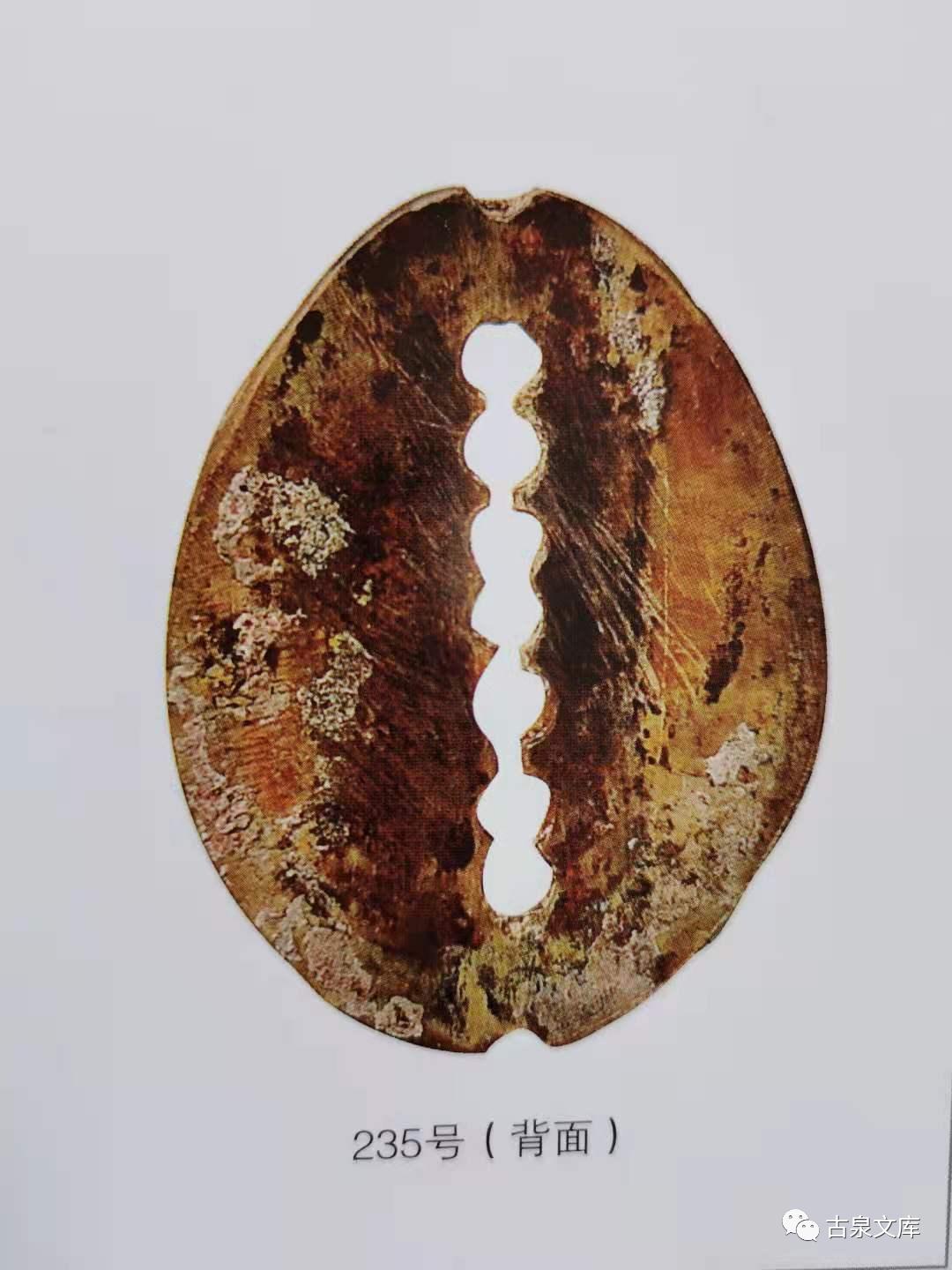 天然贝币真品价格,原始贝币发展史