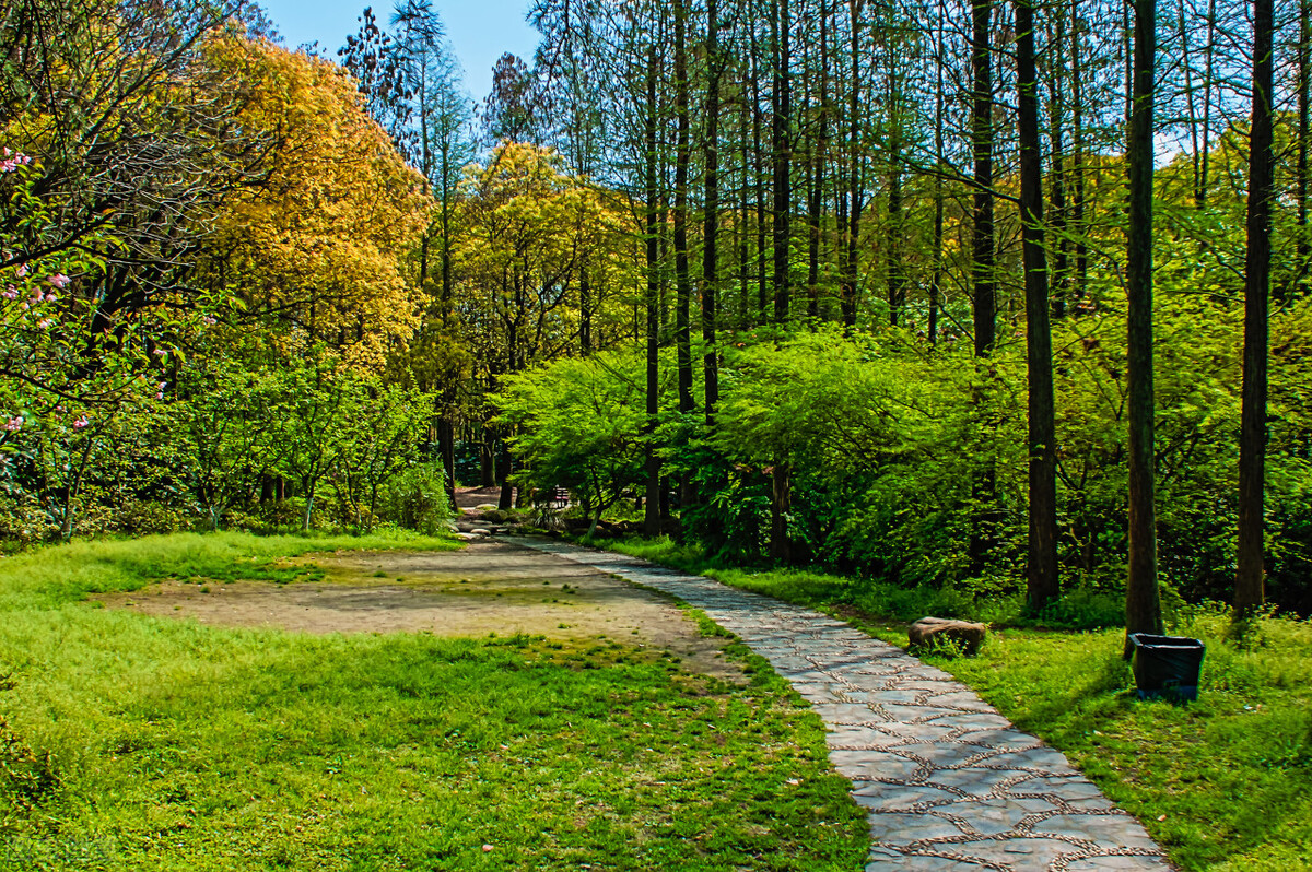 上海市区森林秘境,上海这些景区值得一去