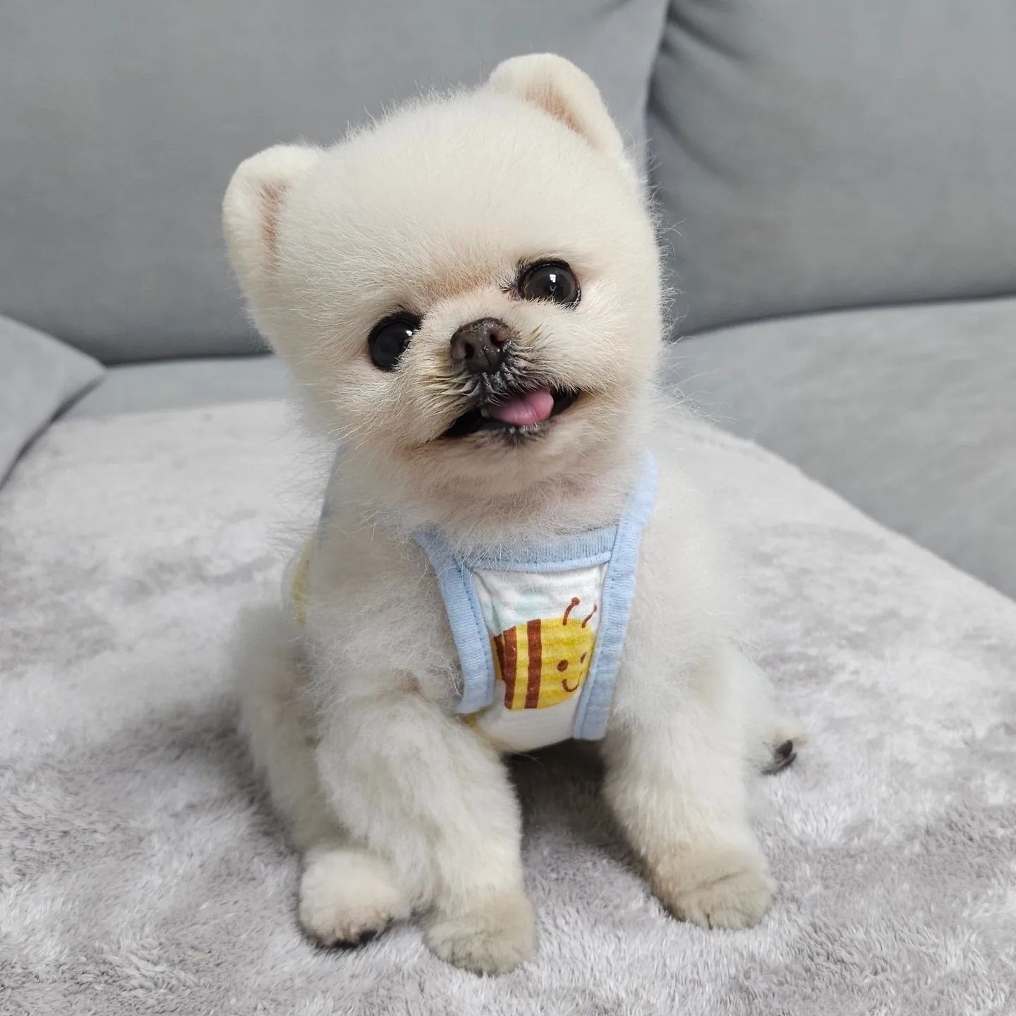 养宠新手适合养什么宠物狗,适合懒人养的狗狗宠物有哪些