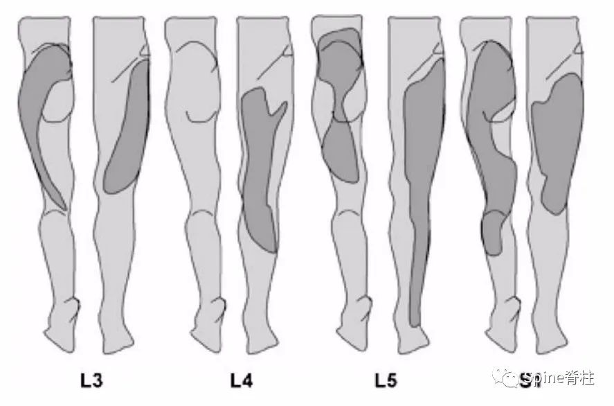 脊柱神经支配疼痛区域,脊柱神经支配的脏腑