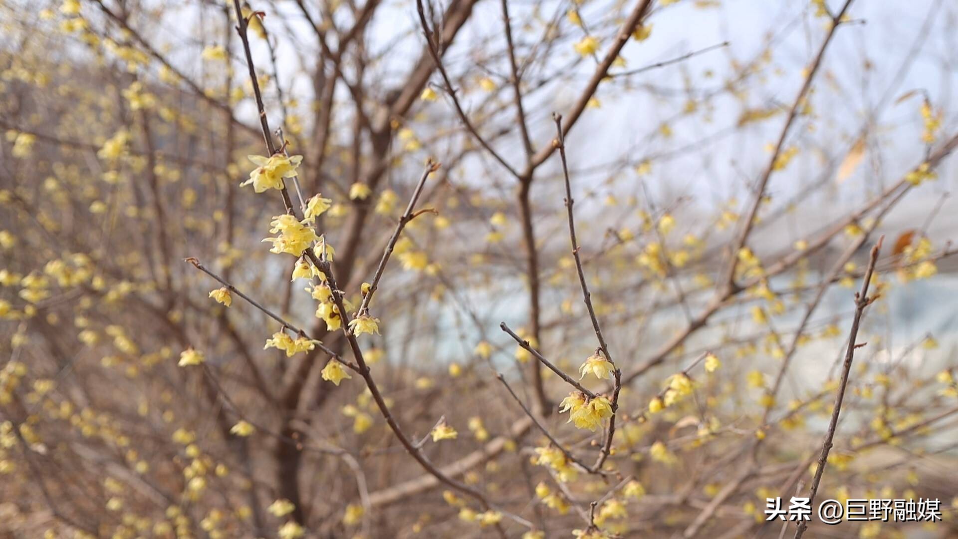 巨野院子设计,巨野院子改造