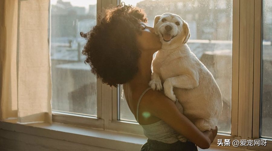 狗狗产后发烧的症状,狗狗发烧的症状和解决方法