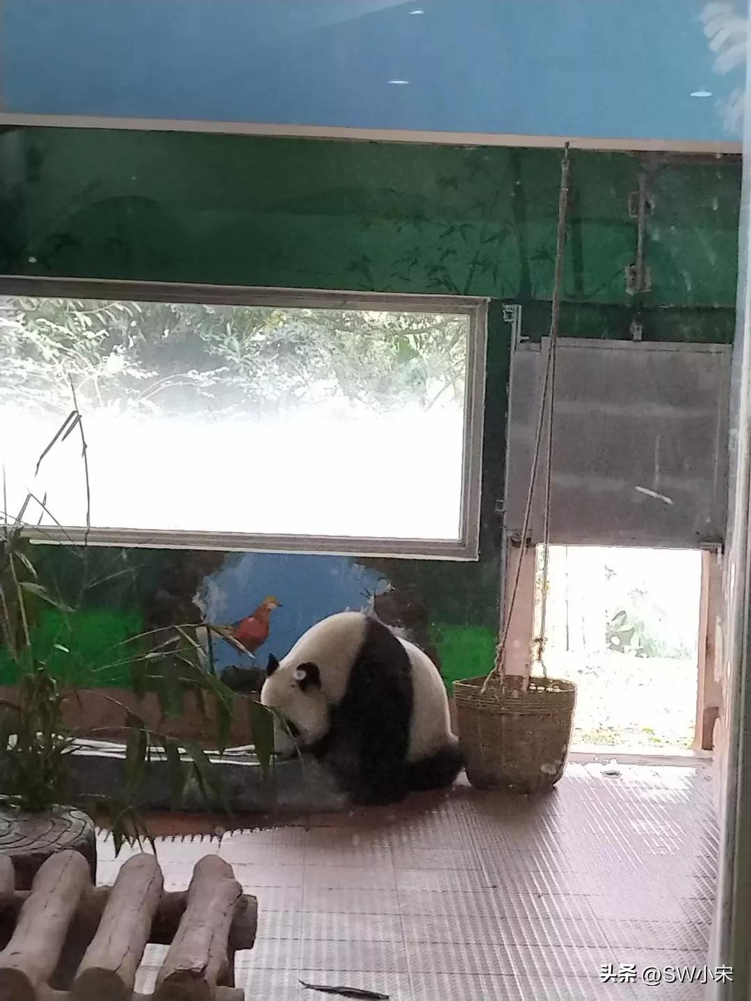 广州长隆野生动物园游玩路线攻略,广州长隆动物园最全游玩攻略