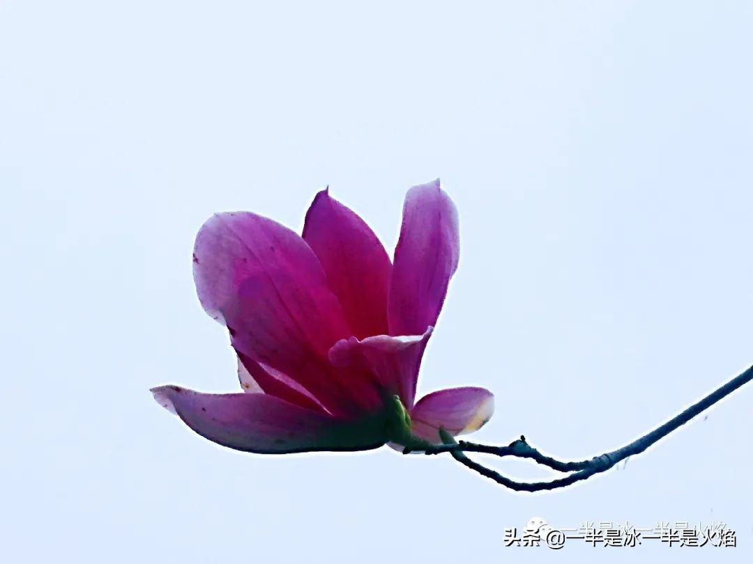 散文诗：看正好的花，见想见的人