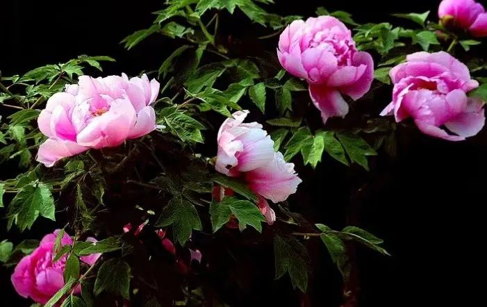 国色天香牡丹花魏紫,国色天香魏紫