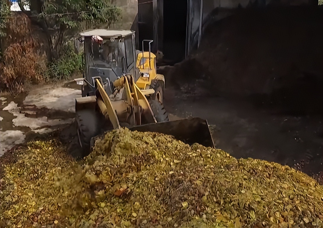 大叔养牛变废为宝,秸秆变废为宝养牛