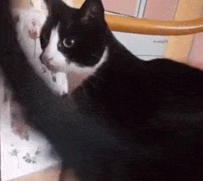 公猫不建议养的10种猫,这5种猫很忠诚一辈子值得养一只