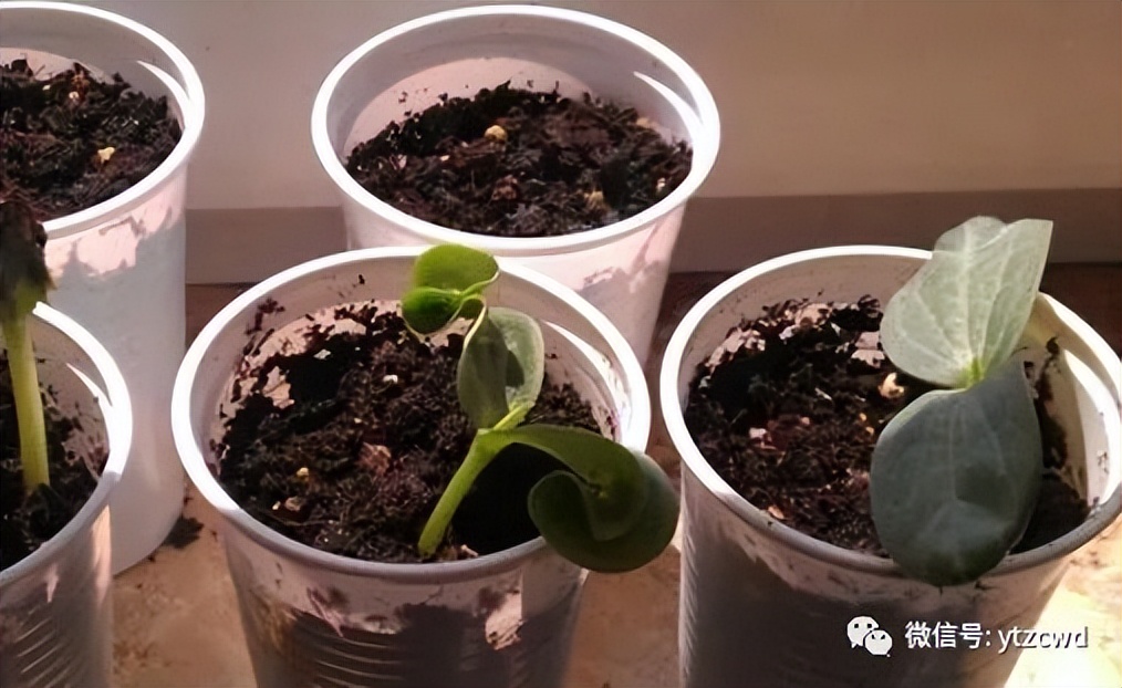 种冬瓜如何用肥,种冬瓜怎么只开花不结果